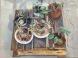 Potted plants on wooden surface